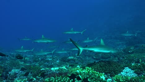 many grey reef sharks swimming over coral reef in fakarava french polynesia