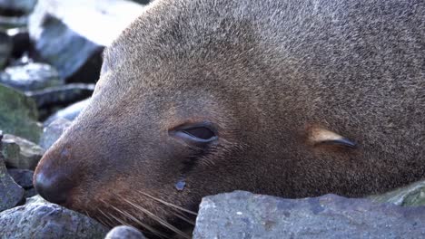 cerrar la cara de un lindo y triste lobo marino que parece estar llorando