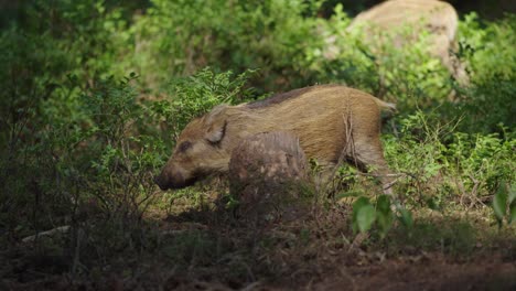 Komischer-Anblick-Eines-Wildschweinferkels,-Das-Sich-Im-Wald-Am-Baumstumpf-Kratzt