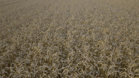 aerial view of a golden wheat field