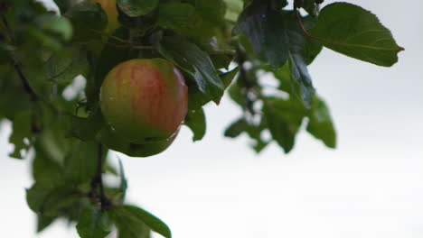 La-Manzana-Crece-En-Un-Manzano-Afuera-En-El-Patio-Trasero-En-Un-Día-Lluvioso-En-Otoño