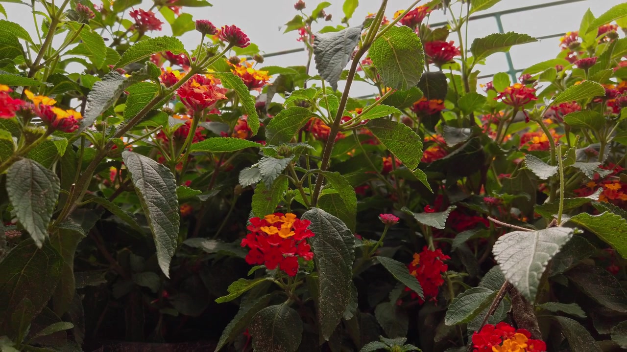Carrellata di vivaci fiori di lantana che sbocciano tra una fitta vegetazione verde all'interno di una serra vivaio, mostrando piante ornamentali sane che crescono in Messico.
