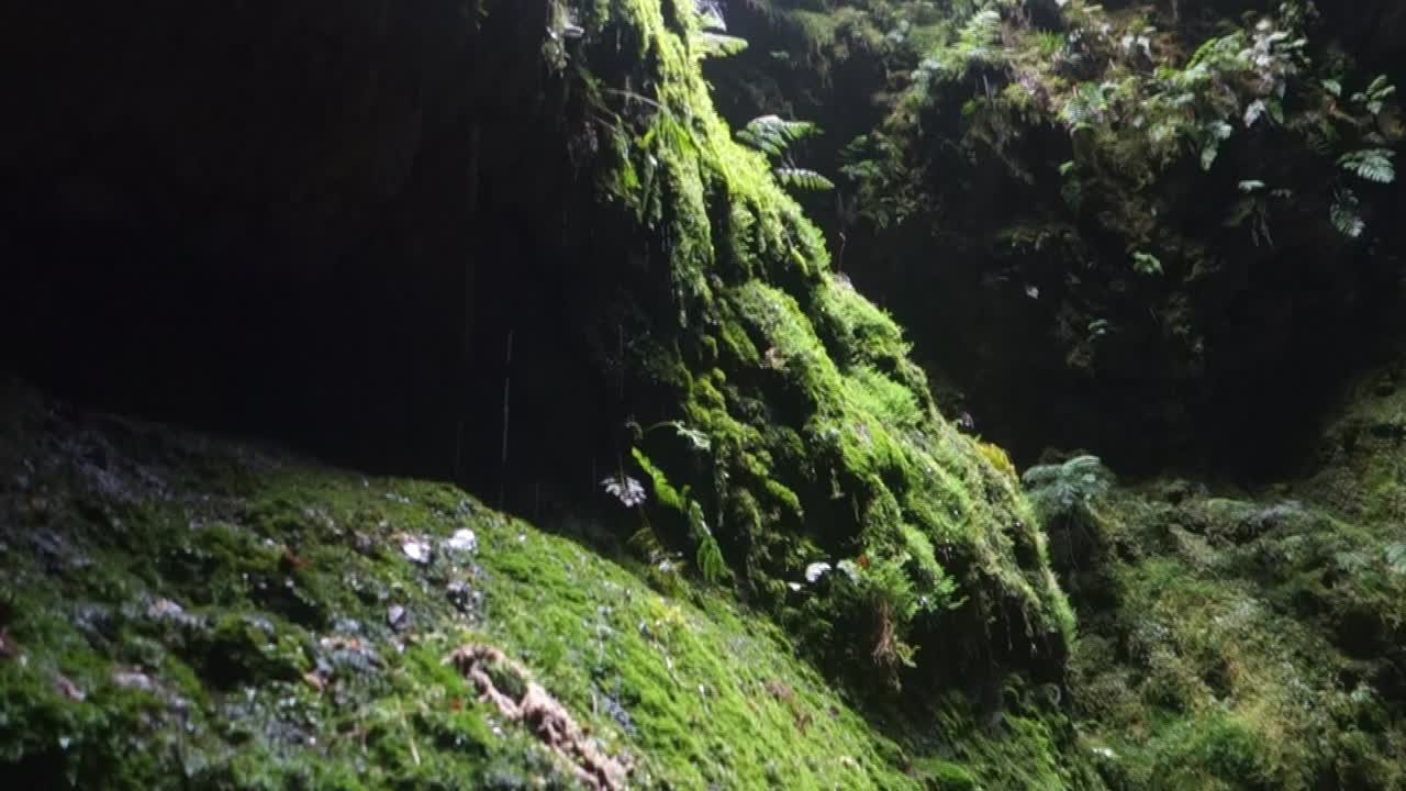 algar do carvao - tubo de lava cubierto de helechos - cueva con escaleras en la isla de tercera en las azores