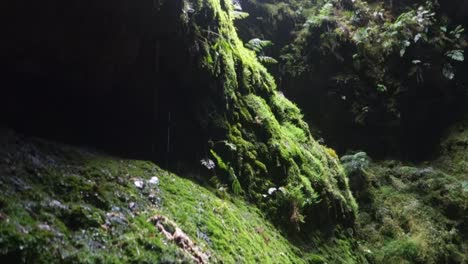 Algar-Do-Carvao---Mit-Farnen-Bedeckte-Lavaröhre---Höhle-Mit-Treppe-Auf-Der-Insel-Terceira-Auf-Den-Azoren