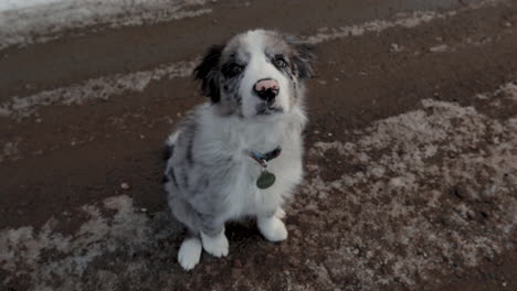 amor de cachorro de un border collie de 12 semanas en vermont