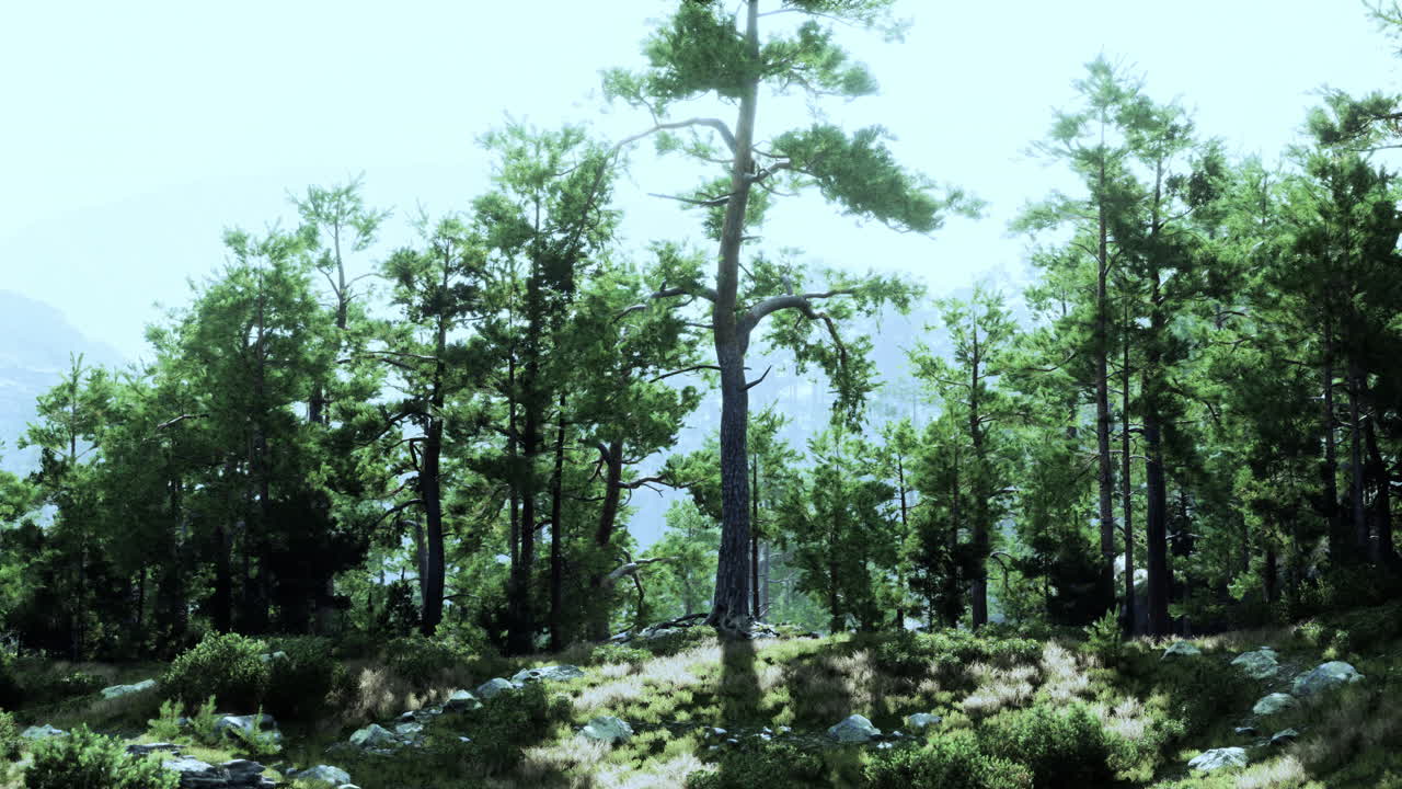 숲 속 의 아름다운 높은 소나무