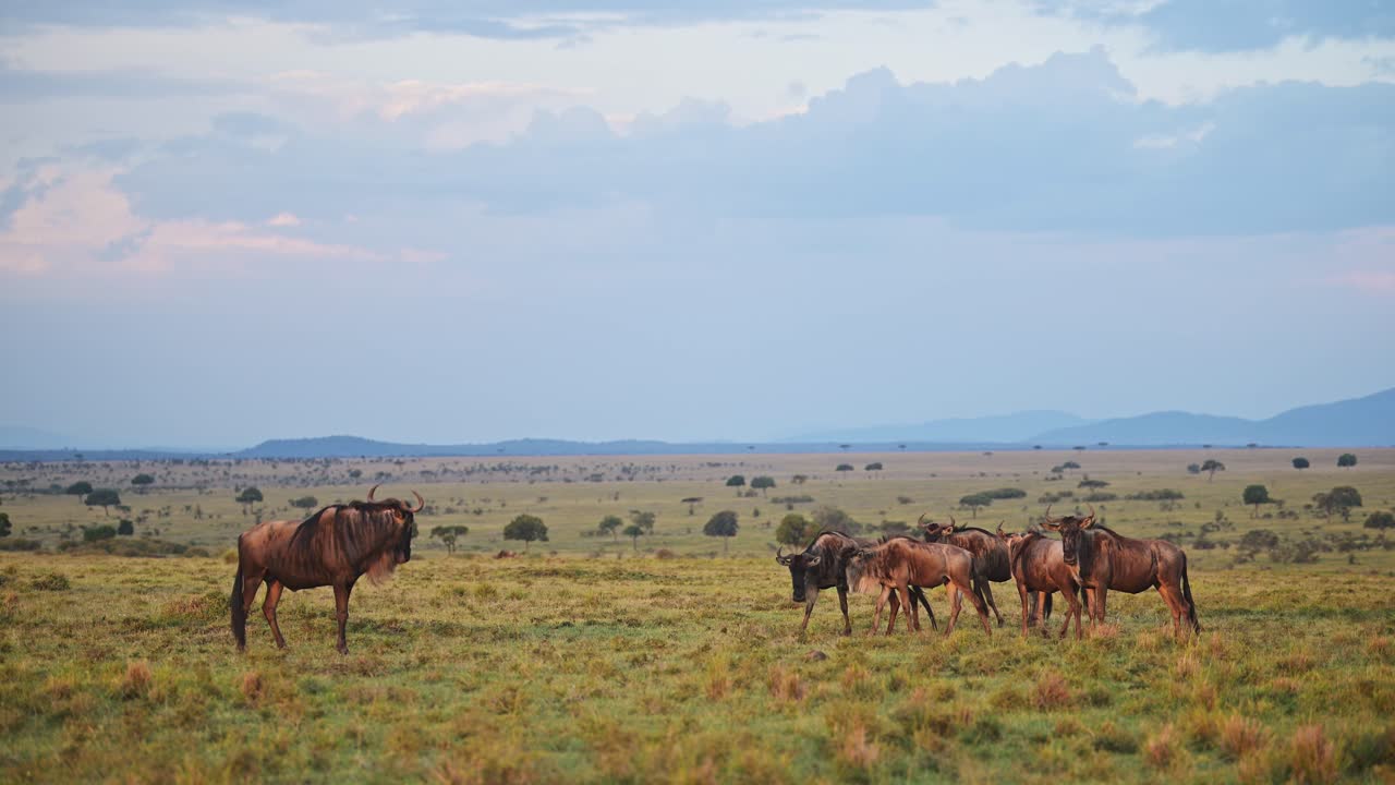 movimiento lento de los ñus pastando en la hierba en la temporada de lluvias bajo dramáticas nubes de tormenta y cielo en áfrica, animales de safari de vida silvestre africana en las praderas de maasai mara, masai mara en kenia