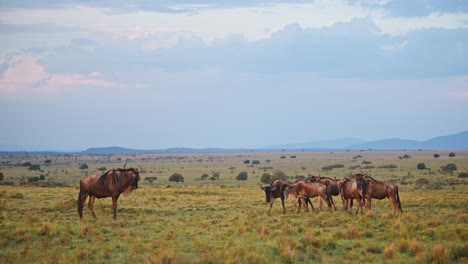 slow motion of wildebeest grazing on grass in rainy season under dramatic stormy storm clouds and sky in africa, african wildlife safari animals in maasai mara grassland, masai mara in kenya