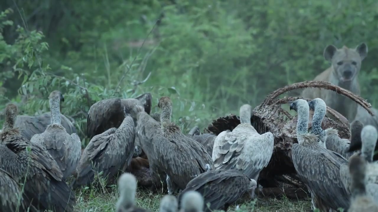 Una iena maculata che si nutre di una carcassa di giraffa prima di scacciare alcuni avvoltoi dorsobianco, Parco Nazionale Kruger