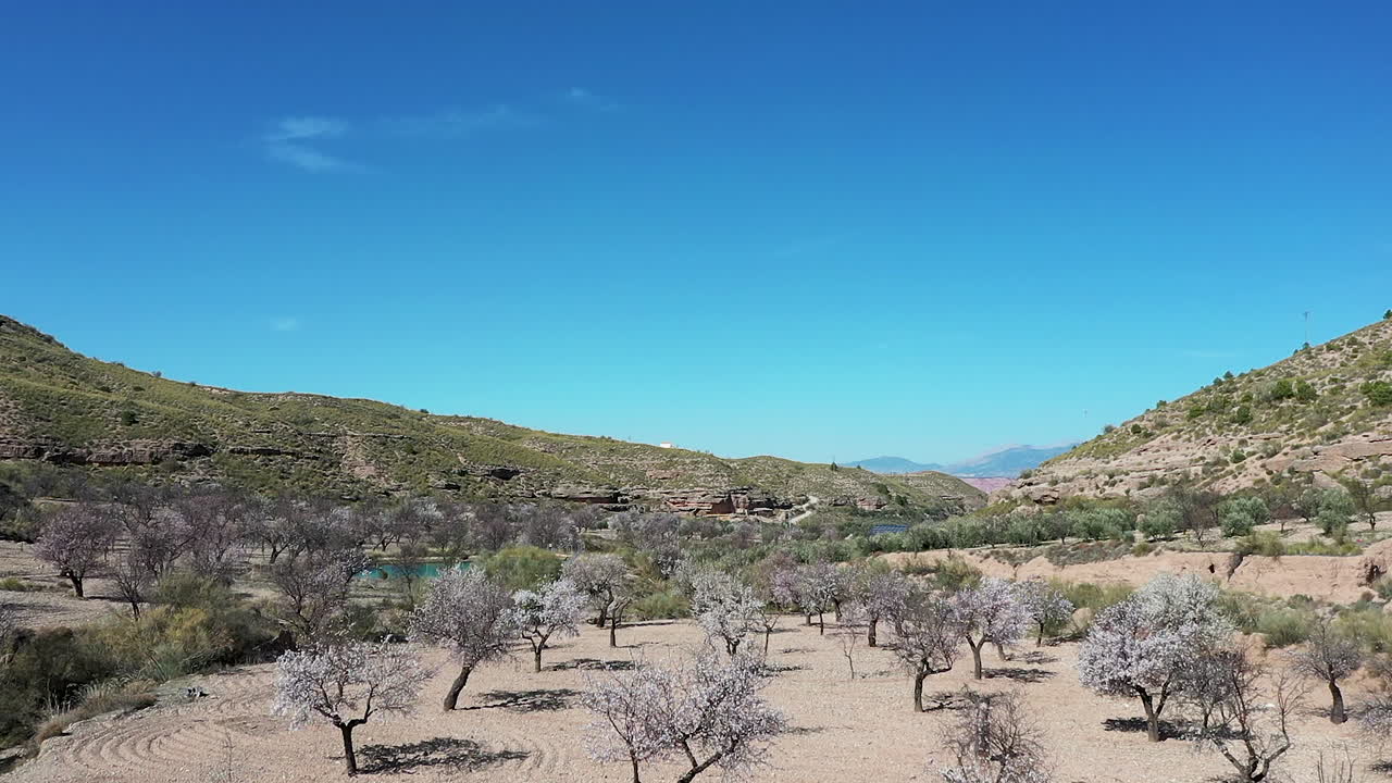 aerial view  of almond tress in bloom