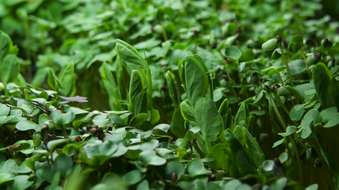 mezclar brotes - timelapse - brócoli, guisantes, girasol