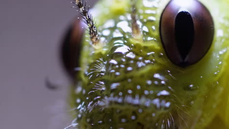 close up of an insect