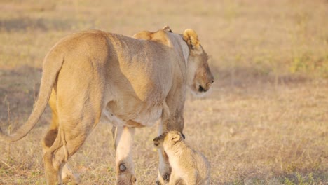 cute lion cub carefully approaching its mother, she then walks away