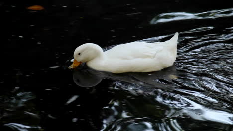 white feathered duck gently gliding through pond