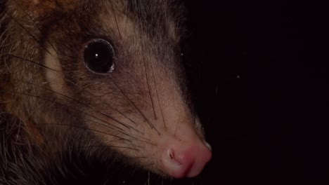 face of opossum look into camera on dark amazon forest floor - tripod medium