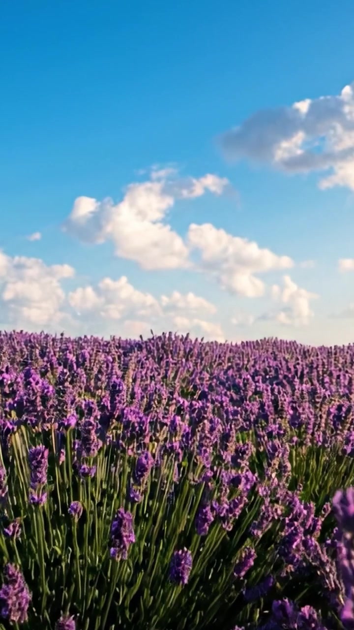Un sereno campo di lavanda sotto un cielo azzurro brillante punteggiato da nuvole soffici, che cattura la bellezza tranquilla della natura e i colori vivaci dei fiori in boccio.