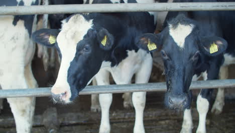 vacas blancas y negras en una granja