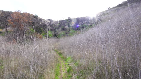 Spaziergang-Durch-Die-Hohen-Büsche-Im-Park