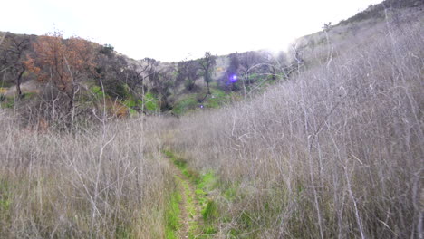 caminando a través de los arbustos altos en el parque