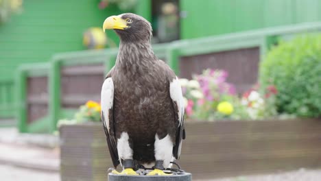 Ein-Prächtiger-Sternseeadler,-Der-Zuschaut-Und-Wartet