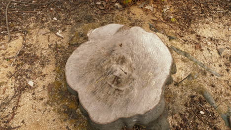 slow pull out shot of a tree stump of a tree that has been cut down