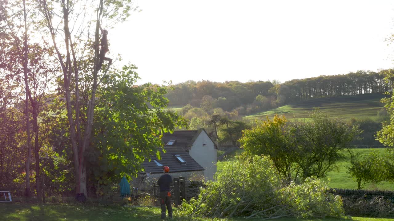 나무 꼭대기에서 일하는 나무 외과 의사