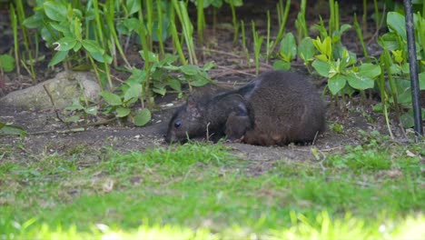 Closeup-Portrait-Of-A-Feeding-North-American-Black-Squirrel-In-A-Canadian-Backyard