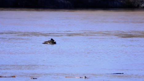 Ducks-in-Rio-Grande-New-Mexico