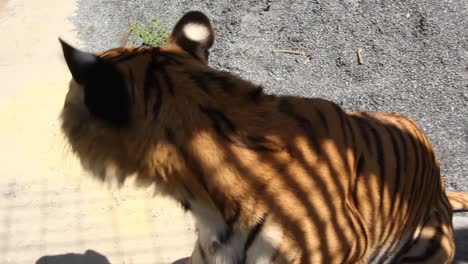 female tiger looking up to the camera