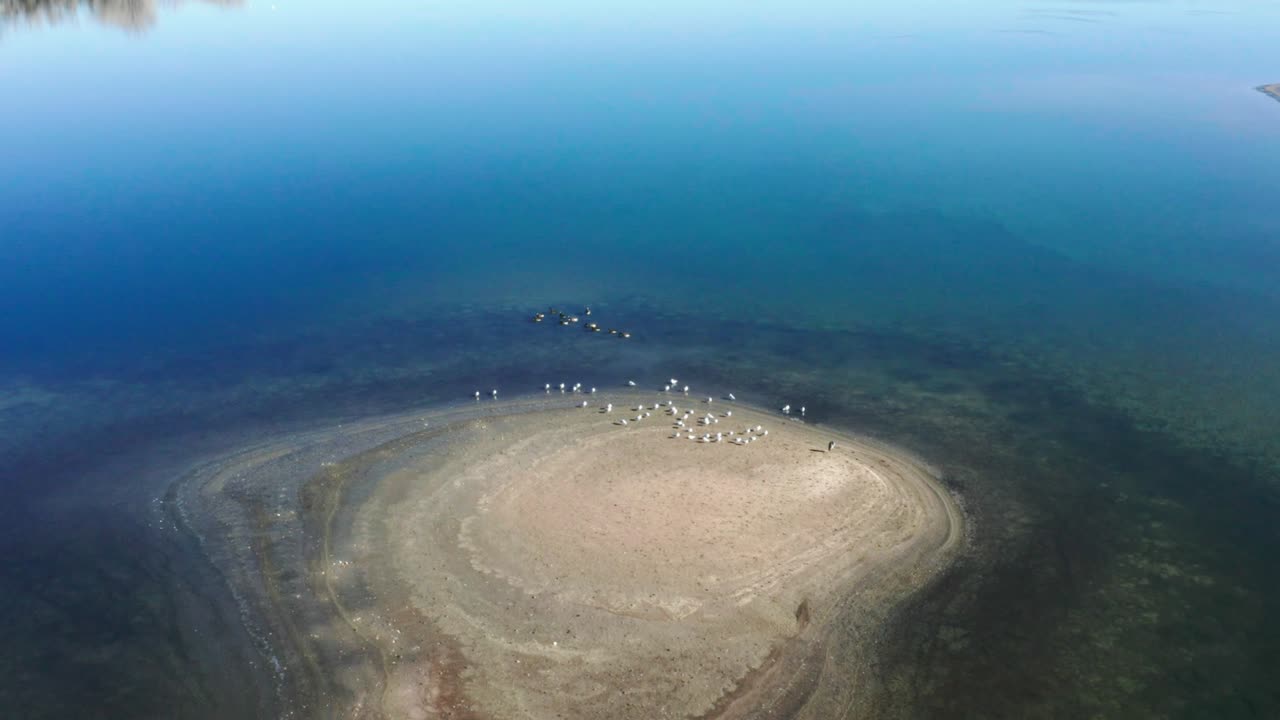 снимок с воздуха красивого голубого пруда, полного канадских гусей