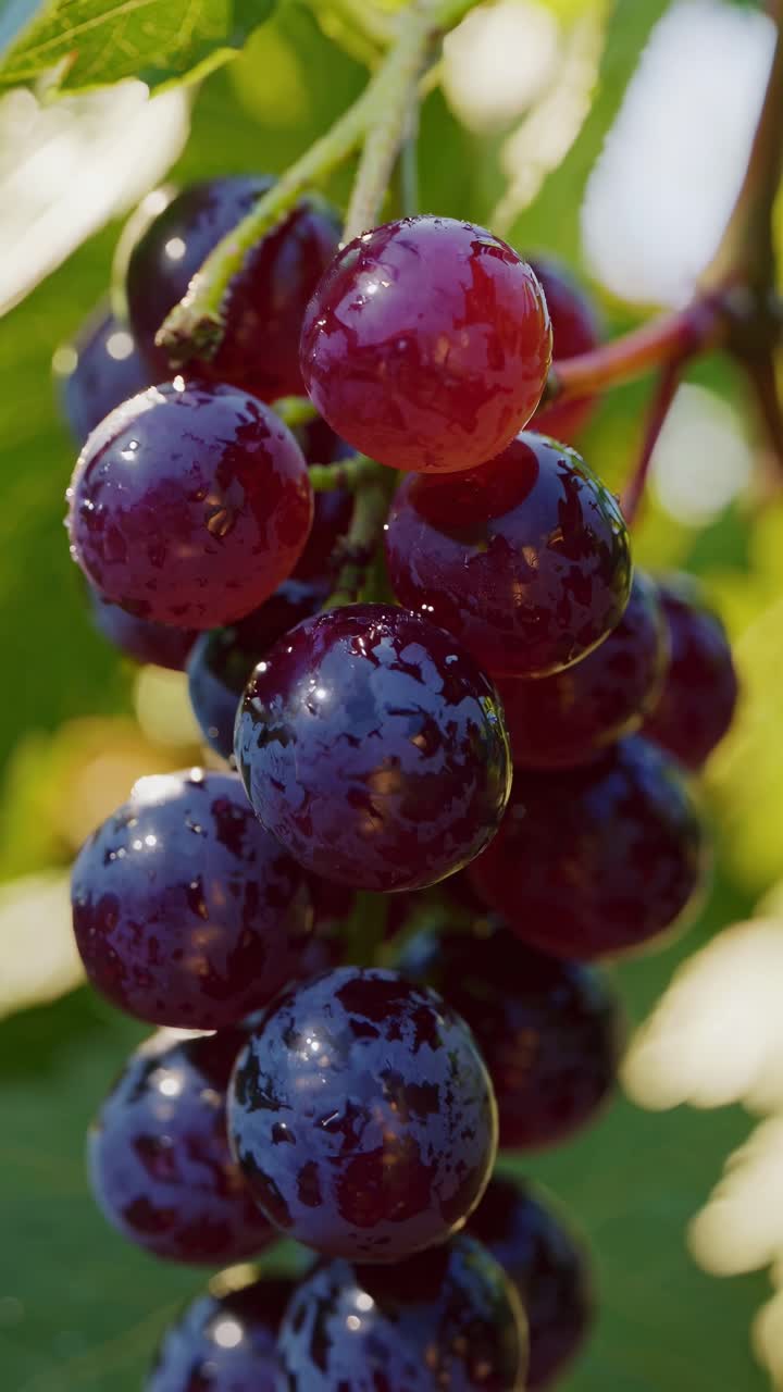 Close-up video of ripe grapes on a vine, shot from a low angle