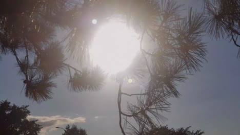 Pine-tree-blowing-in-the-wind-with-the-sun-in-the-background-on-a-warm-cloudy-summer-day-in-nepean,-ontario