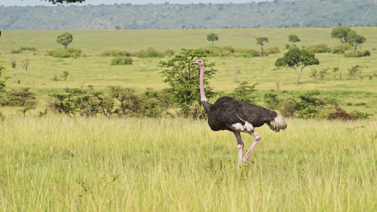 Ripresa al rallentatore di uno struzzo che cammina e corre attraverso le lussureggianti pianure verdi della savana del Maasai Mara, uccelli africani non volatori nella Riserva Nazionale del Maasai Mara, Kenya, animali del safari africano.