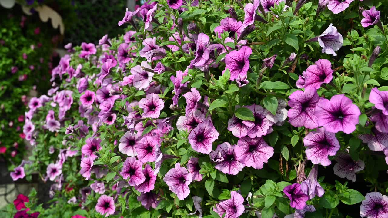 emiratos árabes unidos: primeros planos de las flores en los jardines milagrosos de dubai en los emiratos árabes unidos, imágenes de 4k