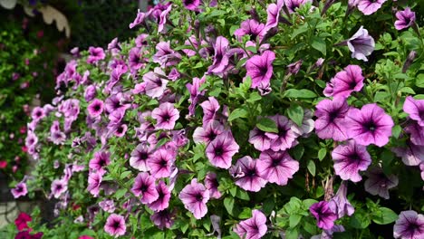emiratos árabes unidos: primeros planos de las flores en los jardines milagrosos de dubai en los emiratos árabes unidos, imágenes de 4k