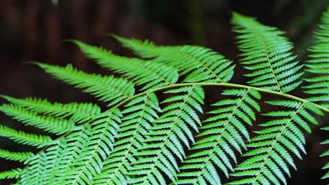 close-up of fern leaves in rainforest