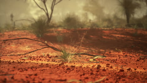 red dirt desert landscape