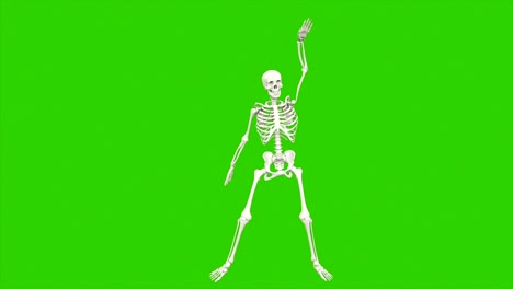 el baile del esqueleto. animación de bucle sin costuras en pantalla verde.