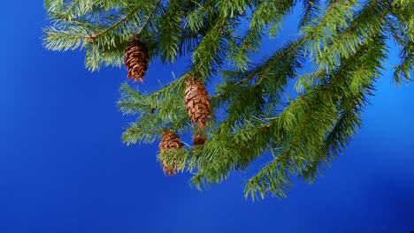 pine tree detail on bluescreen