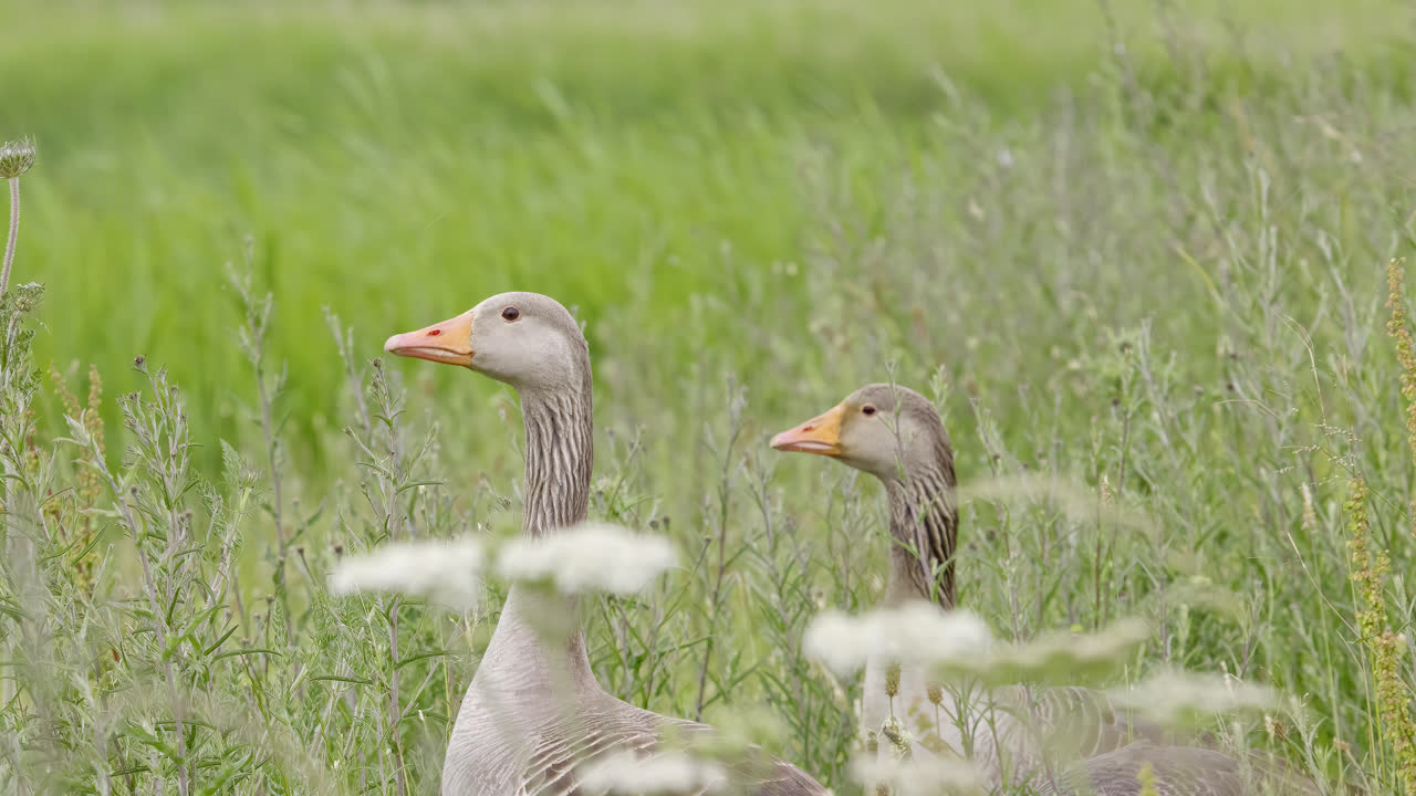 familia de gansos grises canadienses alimentándose entre los cañas de las marismas de lincolnshire y disfrutando del sol de verano