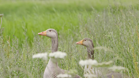 Familie-Kanadischer-Graugänse,-Die-Sich-In-Den-Schilfbeeten-Der-Sumpfgebiete-Von-Lincolnshire-Ernähren-Und-Die-Sommersonne-Genießen