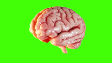 3d brain rotating isolated on green screen. loop animation