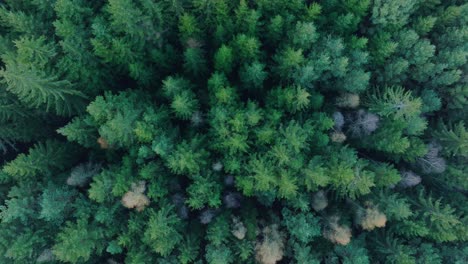 Aerial-view-of-healthy-and-green-nature