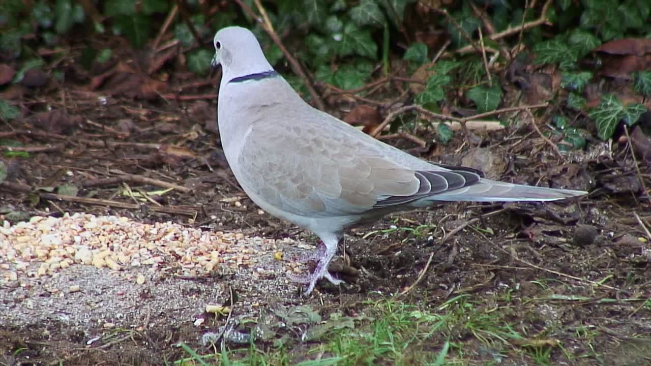 Collared Dove (Streptopelia Decaocto) feeding on bird seed on a front lawn