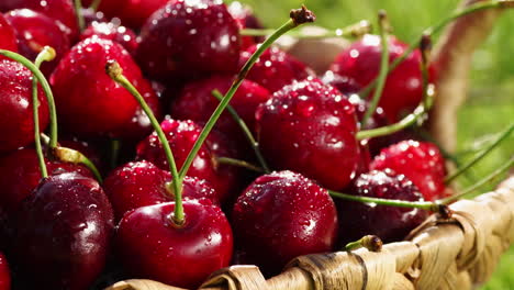 sweet fresh cherries with dew drops, 4k