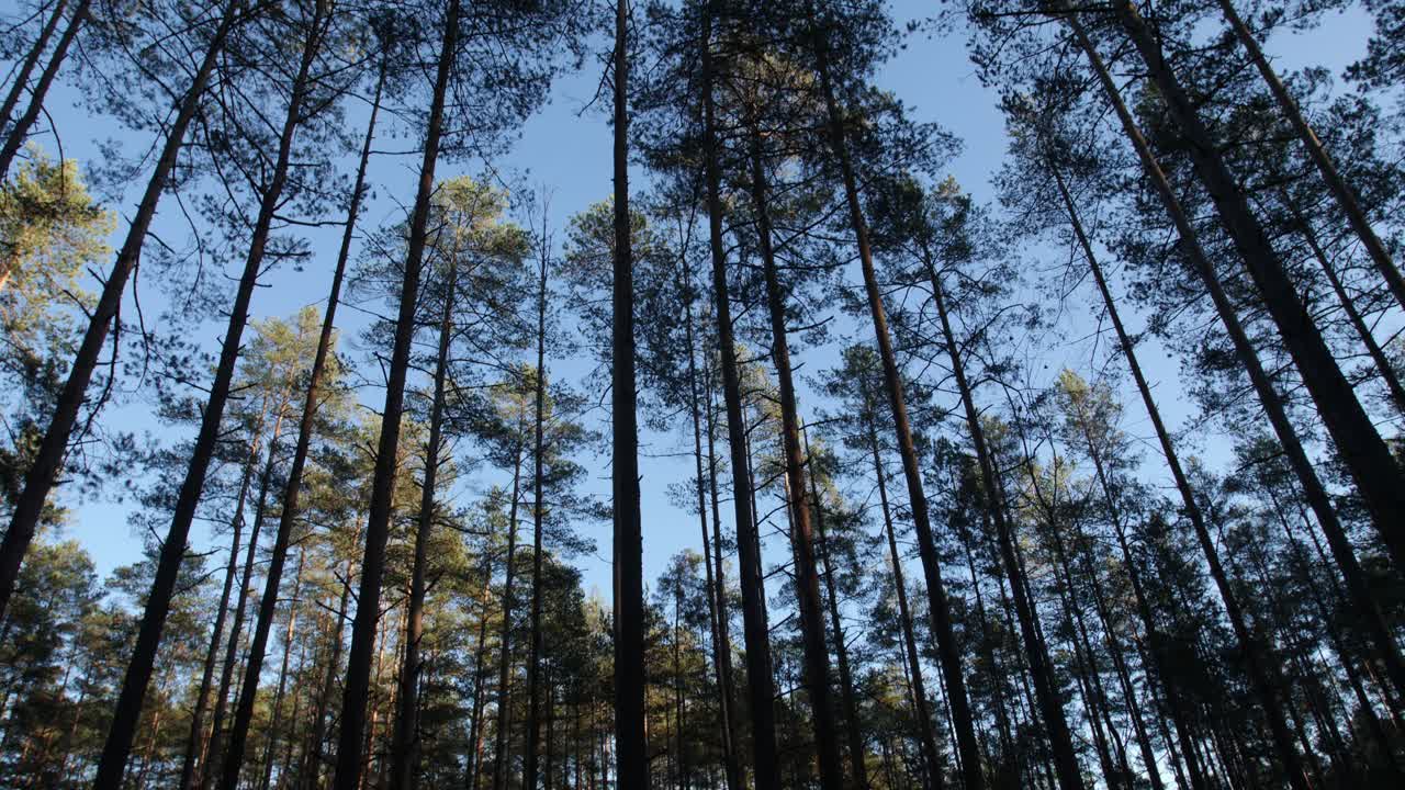 природные ландшафты в глубине леса