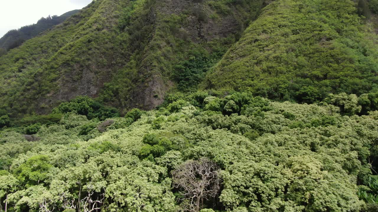 copas de los bosques tropicales en el lado de barlovento de maui