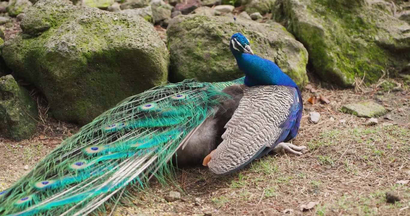 Pavão macho descansa perto de rochas musgosas enquanto limpa suas penas iridescentes azuis e verdes da cauda ao ar livre