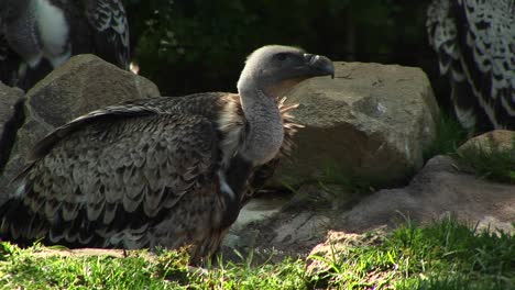 closeup of a vulture sitting on the ground and surveying his surroundings