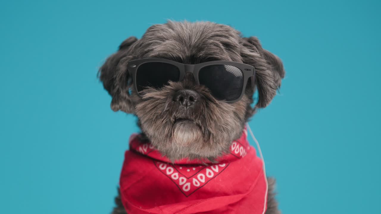 lindo perro metis con actitud apenas se mueve, posando con gafas de sol y un pañuelo rojo sobre fondo azul